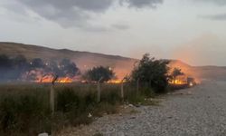 Van'da ağaçlık alanda yangın
