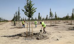 Ihlamur Parkı Van'a renk katacak
