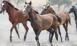 TİGEM 59 safkan Arap koşu tayı satacak