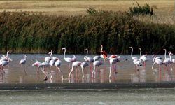 Erçek Gölü'nde kuraklık nedeniyle flamingo sayısı azaldı