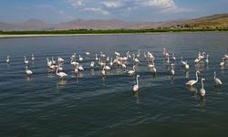 Flamingolar Van Gölü'ne renk katıyor