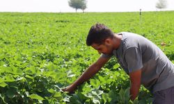 Şanlıurfa'da kavurucu sıcaklar pamuğa yaradı