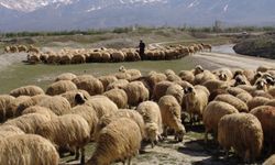 Van’da o projeden faydalanan kişi sayısı belli oldu