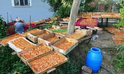 Van’da kayısı kurutma dönemi başladı