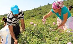 Zirai don gülü vurdu