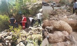 Van'da 334 koyun uçurumdan düştü