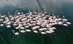 Flamingoların Van Gölü kıyılarındaki renkli dansı
