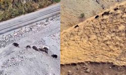 Yüksekova - Van kara yolunda domuz sürüsü görüntülendi