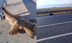 Van'da aracın çarptığı ayı telef oldu