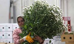 Çiçek sektörü ihracatta rekora koşuyor