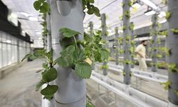 Topraksız dikey tarım geleceğe umut oluyor