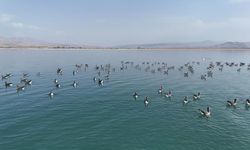 Erçek Gölü'nün yeni misafirleri havadan görüntülendi