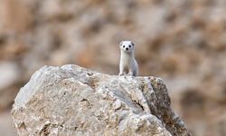 Van'da nesli koruma altındaki beyaz gelincik görüntülendi