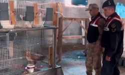 Van'da kızıl şahin operasyonu!