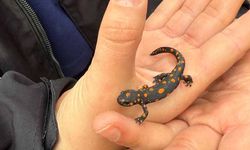 Van’da nadir rastlanan benekli semender görüldü