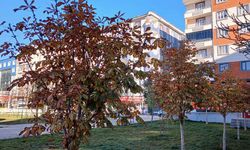 Van'da sonbahar güzelliği!