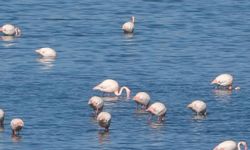 İran'da yaşanan kuraklık nedeniyle flamingolar Van'a akın etti