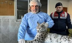 Van'da bitkin halde bulunan vaşak tedavi altına alındı