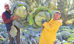 Erciş lahanası'nın hasadı başladı