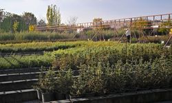 Milli Ağaçlandırma Günü için hedef 15 milyon fidan