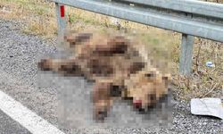 Hakkari-Van kara yolunda aracın çarptığı ayı telef oldu