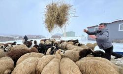 Kars'ta besicilerin zorlu kış mesaisi başladı