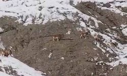 Van-Yüksekova kara yolunda dağ keçileri görüntülendi