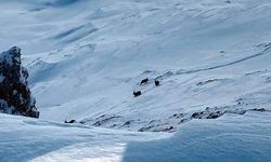 Çatak'ta dağ keçileri görüntülendi