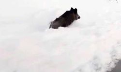 Yüksekova’nın farklı noktalarında domuz sürüleri görüntülendi