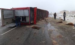 Devrilen tırdaki 10 küçükbaş hayvan telef oldu