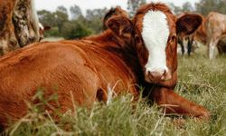 Hayvancılık işletmelerine damızlık düzenlemesi