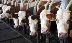 Toplanan inek sütü miktarı ekimde 895 bin 834 ton oldu