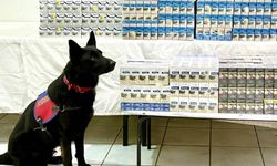 Van'da 8 bin 200 paket gümrük kaçağı sigara ele geçirildi