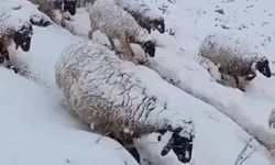 Koyun sürüsünün kar altında zorlu yolculuğu