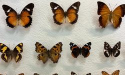 Binlercesi Van'da kayıt altına alınıyor!