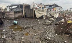 Başıboş köpekler koyun sürüsüne saldırdı!