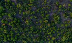 Türkiye dünyada ormanlık alanını en fazla artıran ülkeler arasında