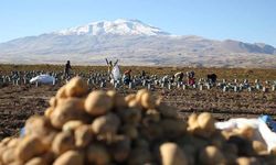 Bitlis'te hummalı hasat mesaisi