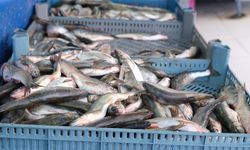 Van Balığı fiyat artışıyla dikkat çekti!