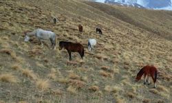 Van'da başıboş hayvan tehlikesi