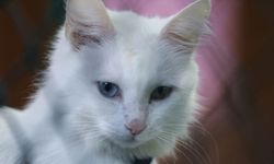 Van kedileri bu yıl 120 yavru doğurdu