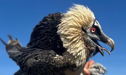 Van'da tedavi edilen yırtıcı kuşlar doğal yaşam alanına salınıyor