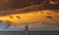 Van'da aç kalan kurtlar ilçeye indi