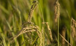 TMO, çeltik alım fiyatlarını açıkladı