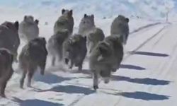 Van'da domuz sürüsü görüntülendi