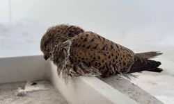 Yüksekova'da yürek burkan manzara: Konduğu yerde dondu