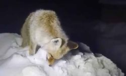 Yüksekova’da Sibirya soğukları: Tilki ayakta dondu