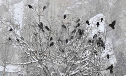 Aralık'ta en düşük sıcaklık Van'da ölçüldü