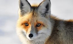 Van'da yaban hayvanlarının yerleşim yerlerine inmesi endişelendiriyor