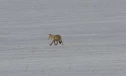 Van'da tilkilerin kar altındaki fare avı görüntülendi